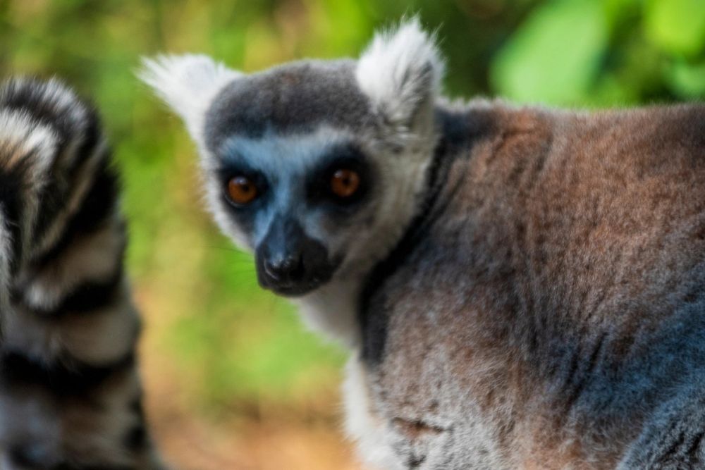 Faunia 03-08-2024