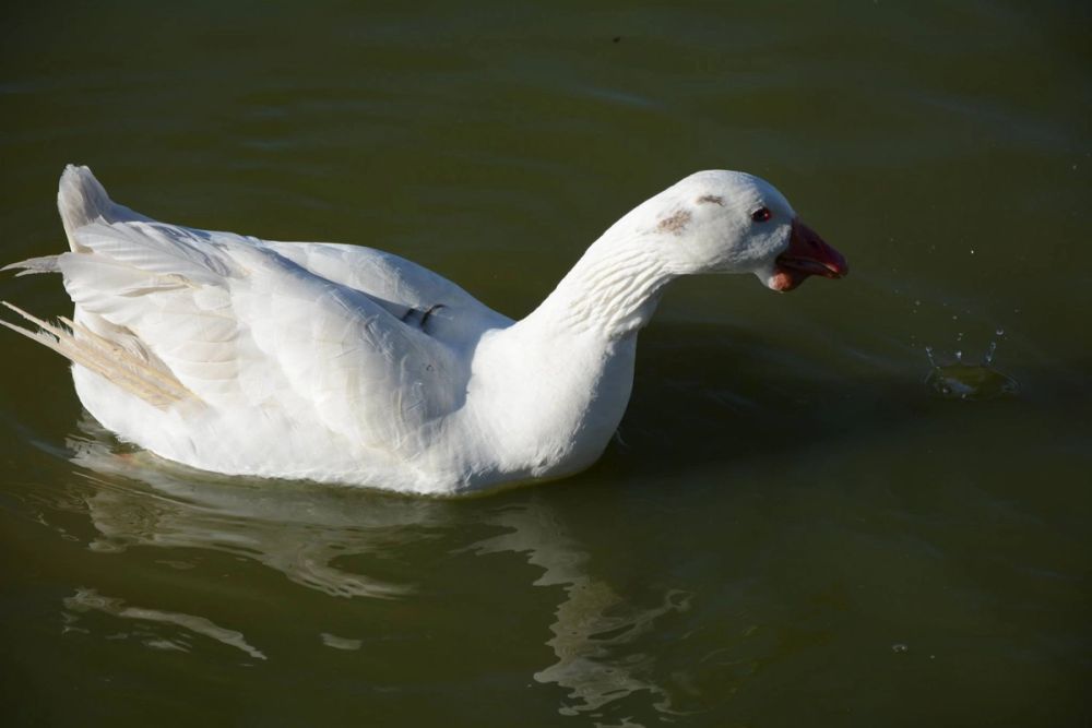 Ocas, patos y carpas en parque polvoranca (Leganes) 18-03-2017