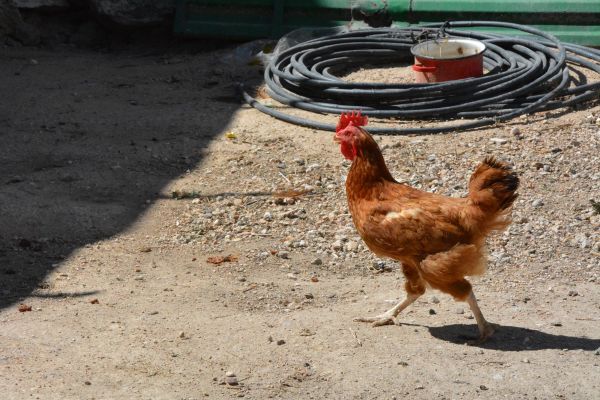 Gallinas de corral 