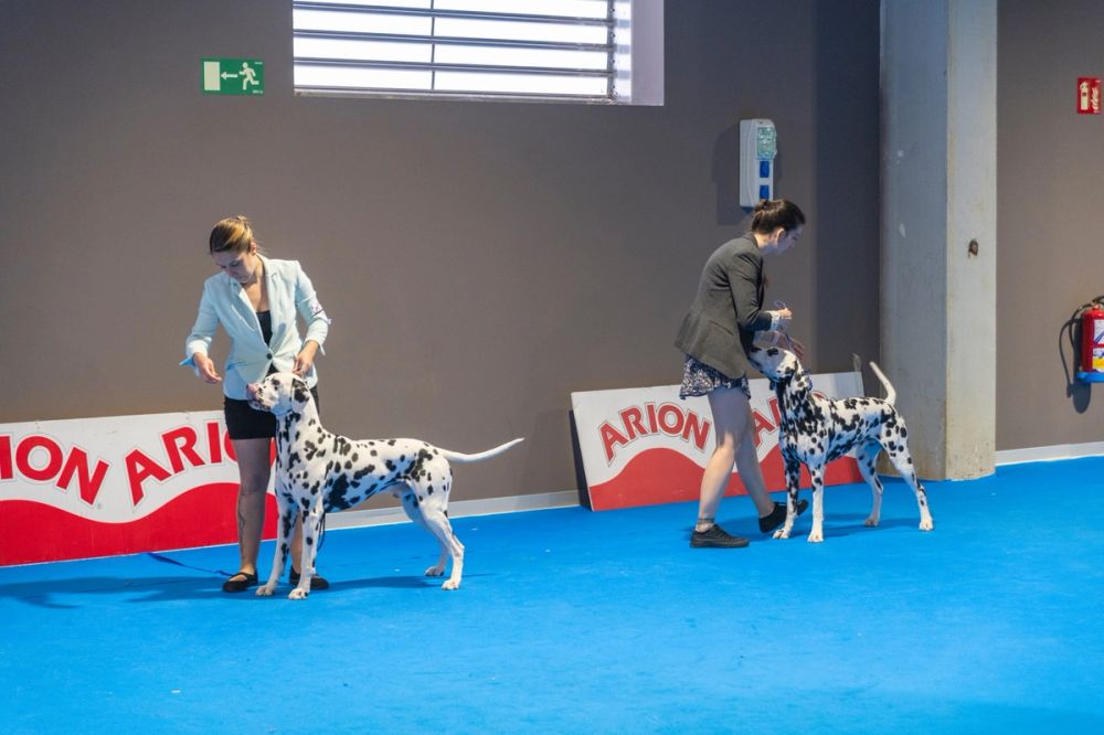 Exposicion canina (ciudad real) 02-06-2024