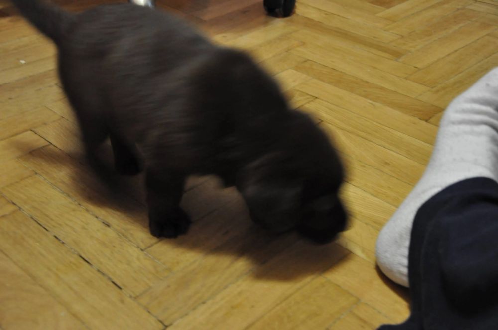baby Conan