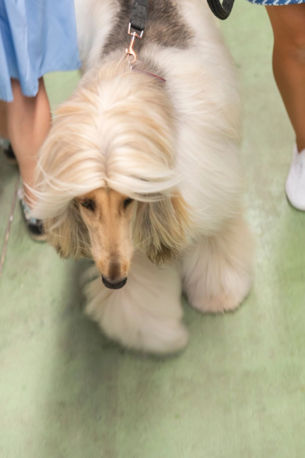 Perretes de la Exposicion canina (ciudad real) 02-06-2024