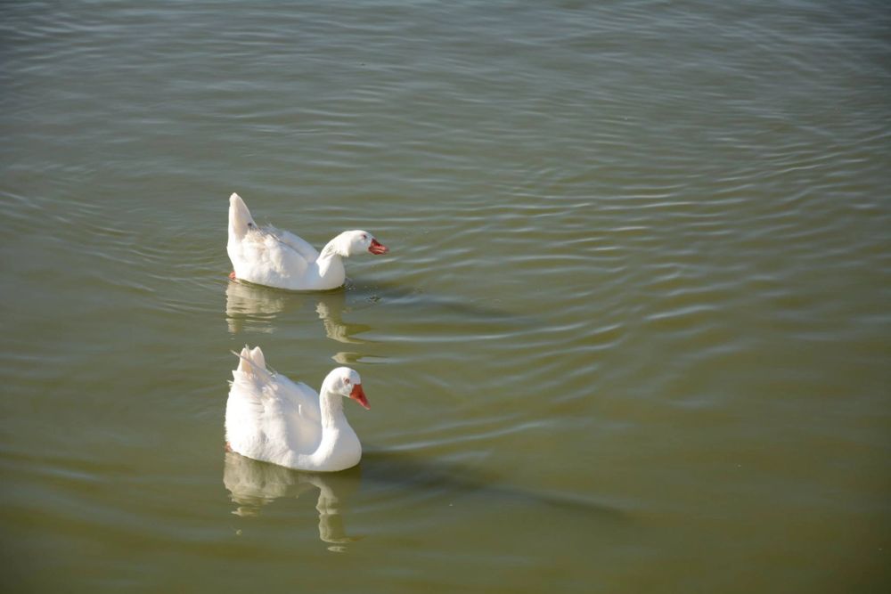 Ocas, patos y carpas en parque polvoranca (Leganes) 18-03-2017