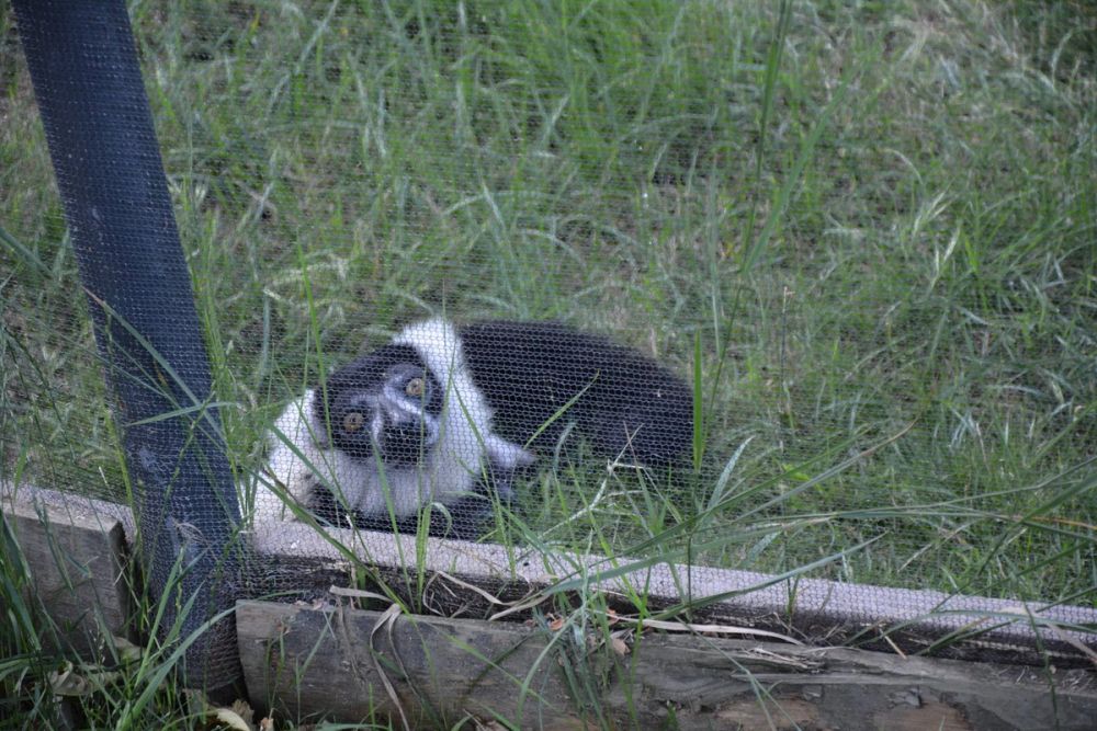 zoo 07-07-2018