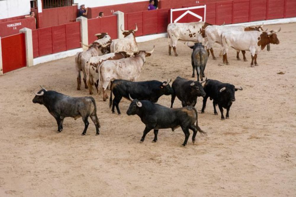 Toros en Colmenar Viejo 22-08-2019