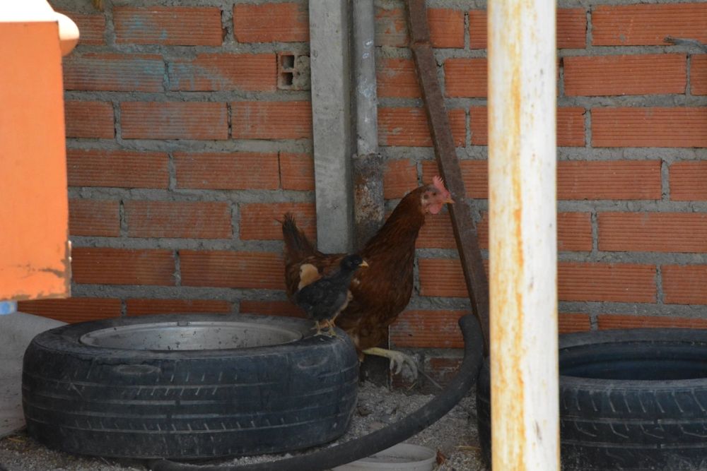 Gallinas de corral 