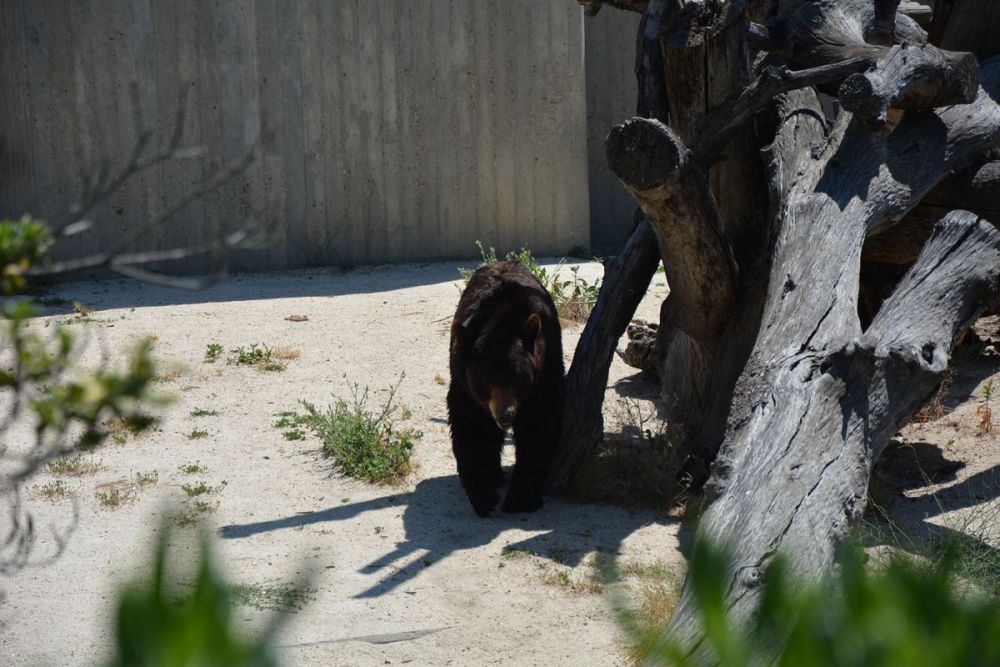 zoo 07-07-2018