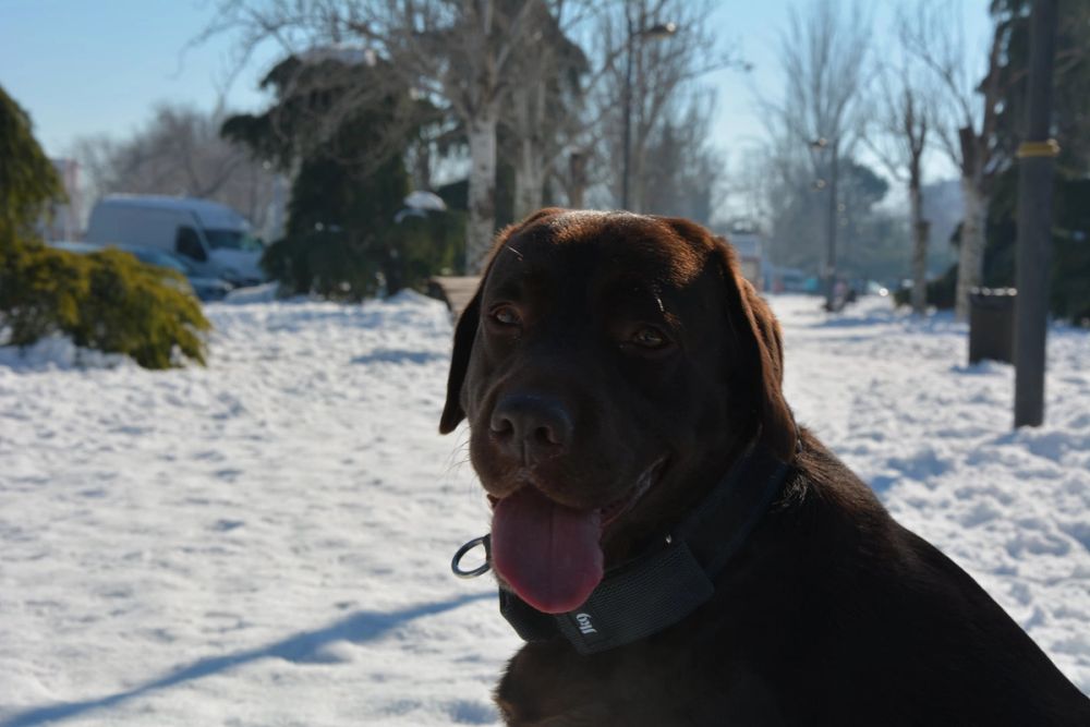 Conan en la nieve (leganes) 2021