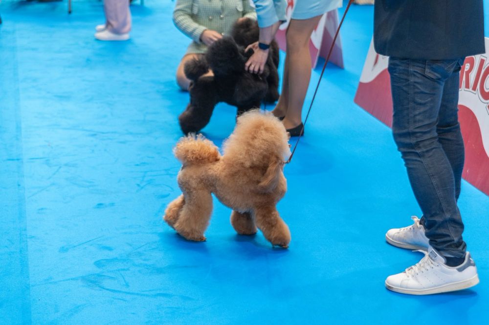 Perretes de la Exposicion canina (ciudad real) 01-06-2024