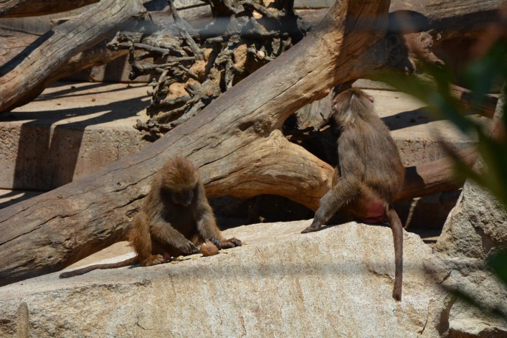 zoo 07-07-2018