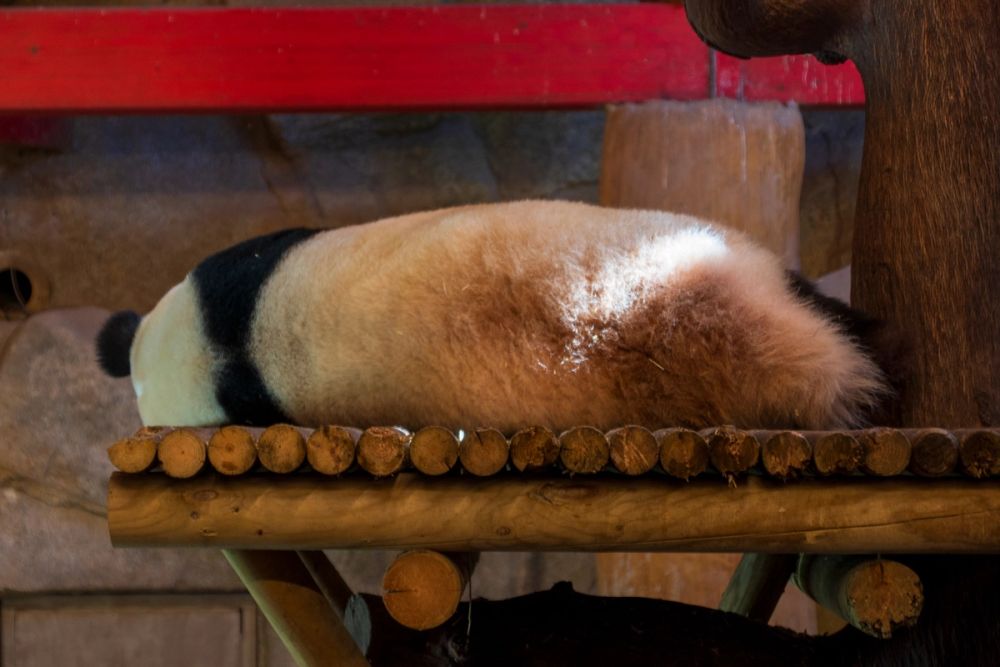Zoo 17-08-2024
