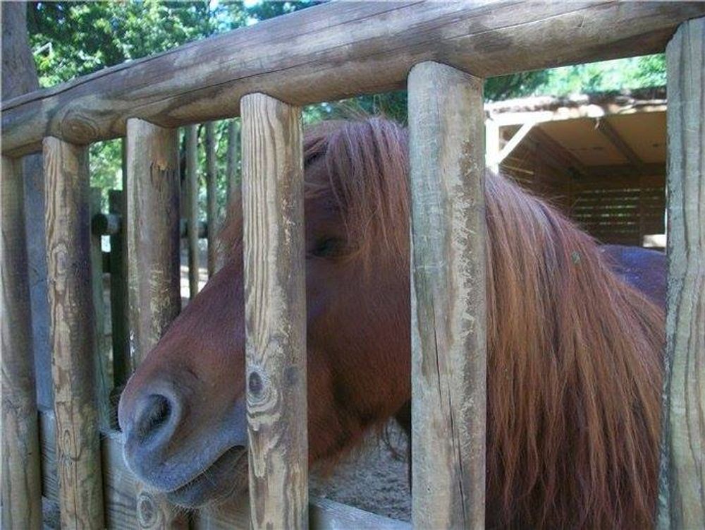 Faunia 2010