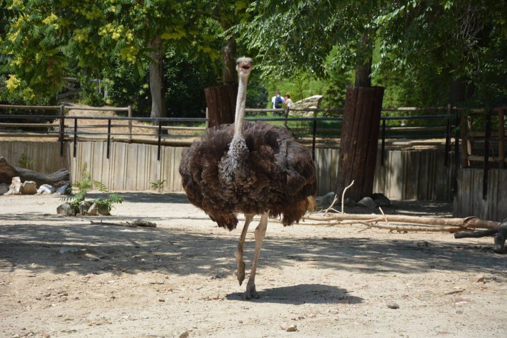 zoo 07-07-2018