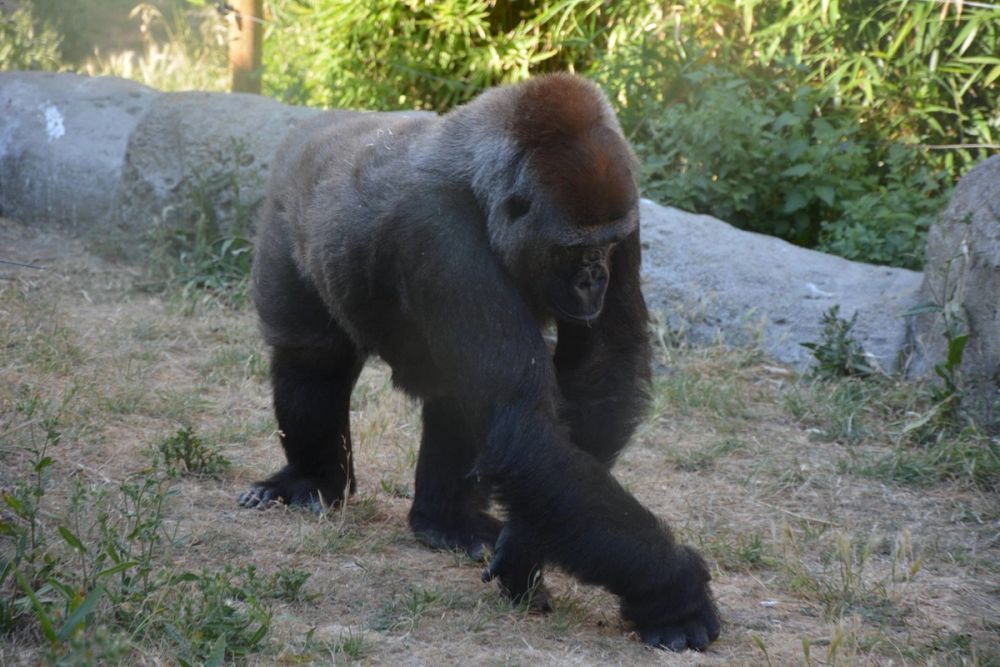 zoo 07-07-2018