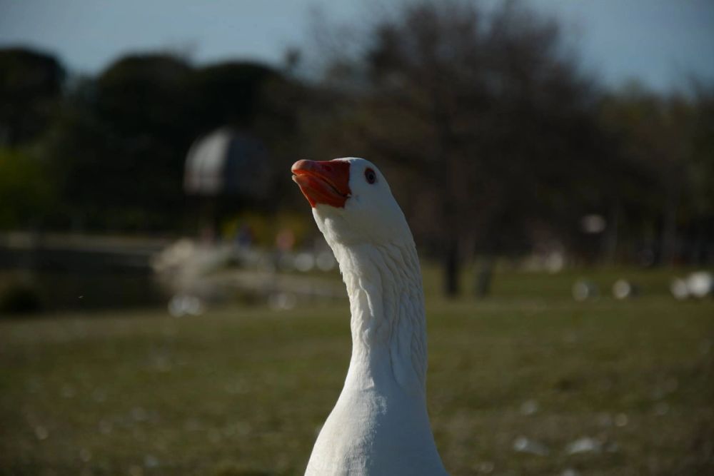 Ocas, patos y carpas en parque polvoranca (Leganes) 18-03-2017