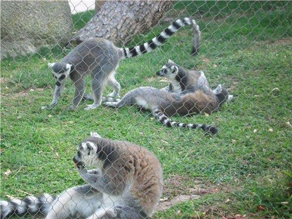 zoo 2010