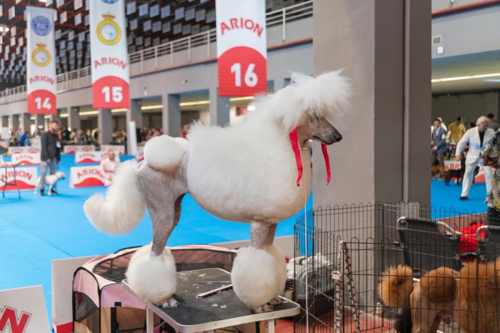 Perretes de la Exposicion canina (ciudad real) 01-06-2024