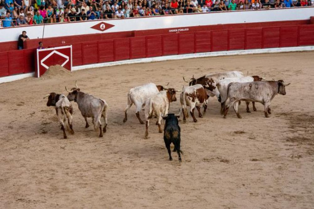 Toros en Colmenar Viejo 22-08-2019