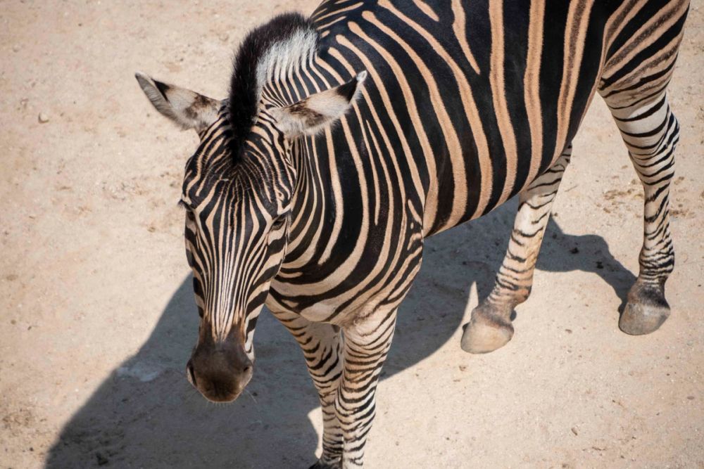 Zoo 29-07-2026
