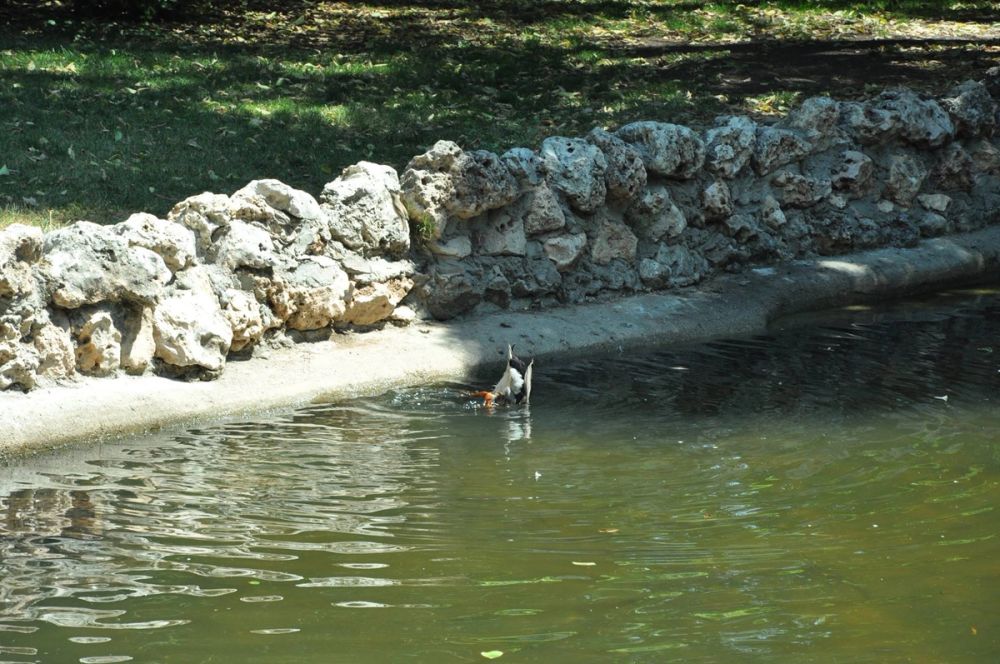 Parque del Retiro (Madrid) 30-05-2015