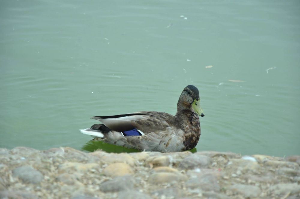 Ocas y patos en parque polvoranca (Leganes) 30-08-2014