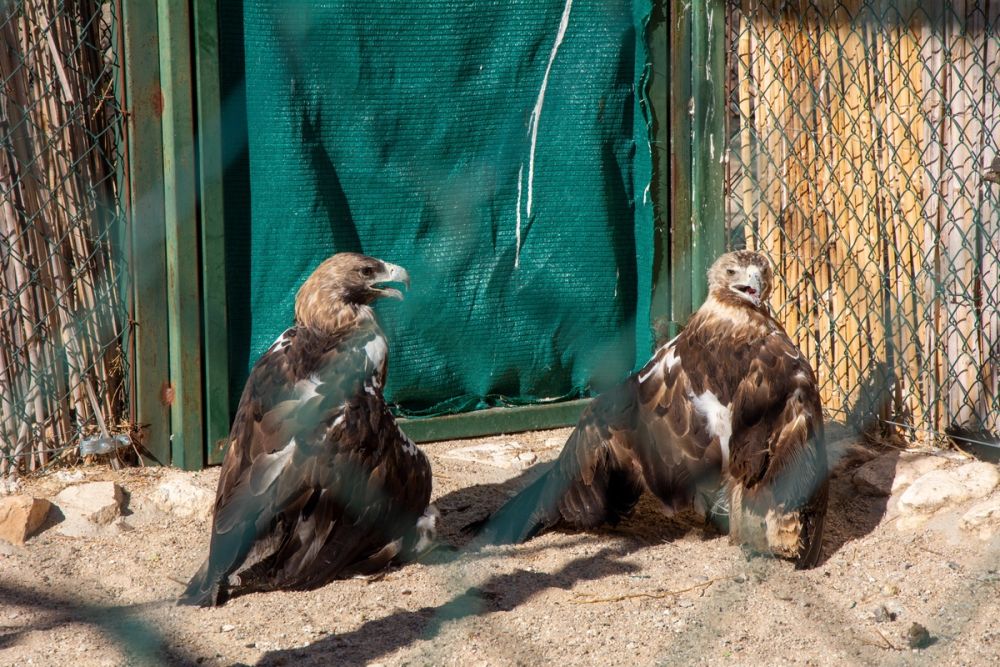 Zoo de Lillo 03-09-2022