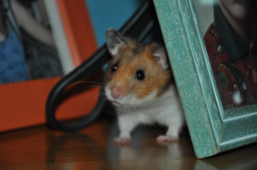 Peque