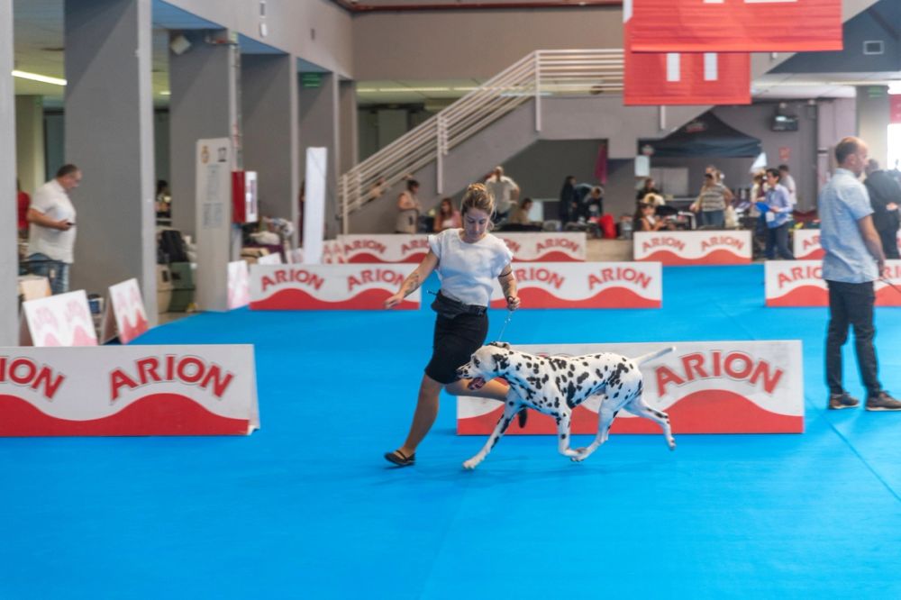 Exposicion canina (ciudad real) 01-06-2024