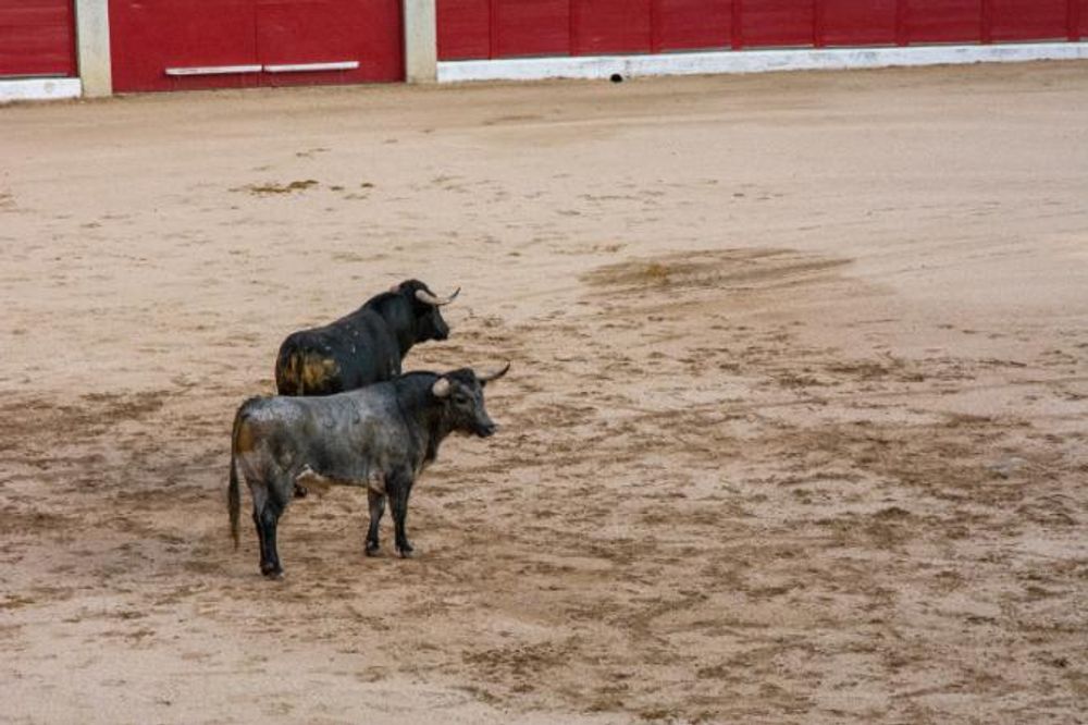 Toros en Colmenar Viejo 22-08-2019