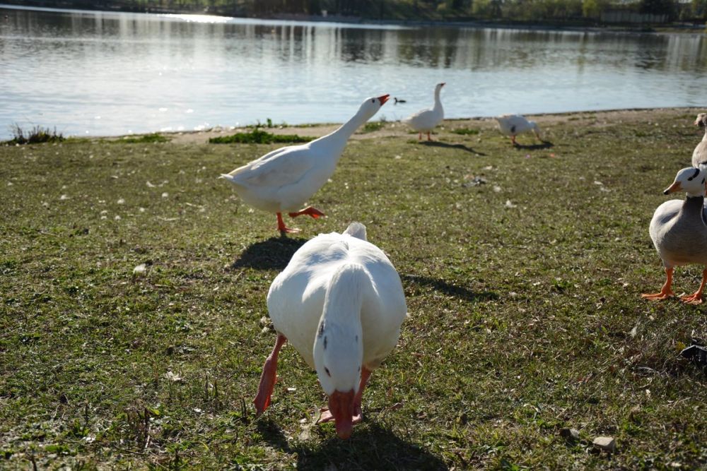 Ocas, patos y carpas en parque polvoranca (Leganes) 18-03-2017