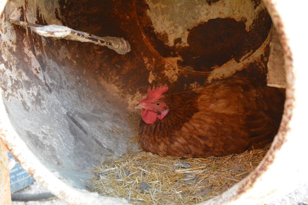 Gallinas de corral 