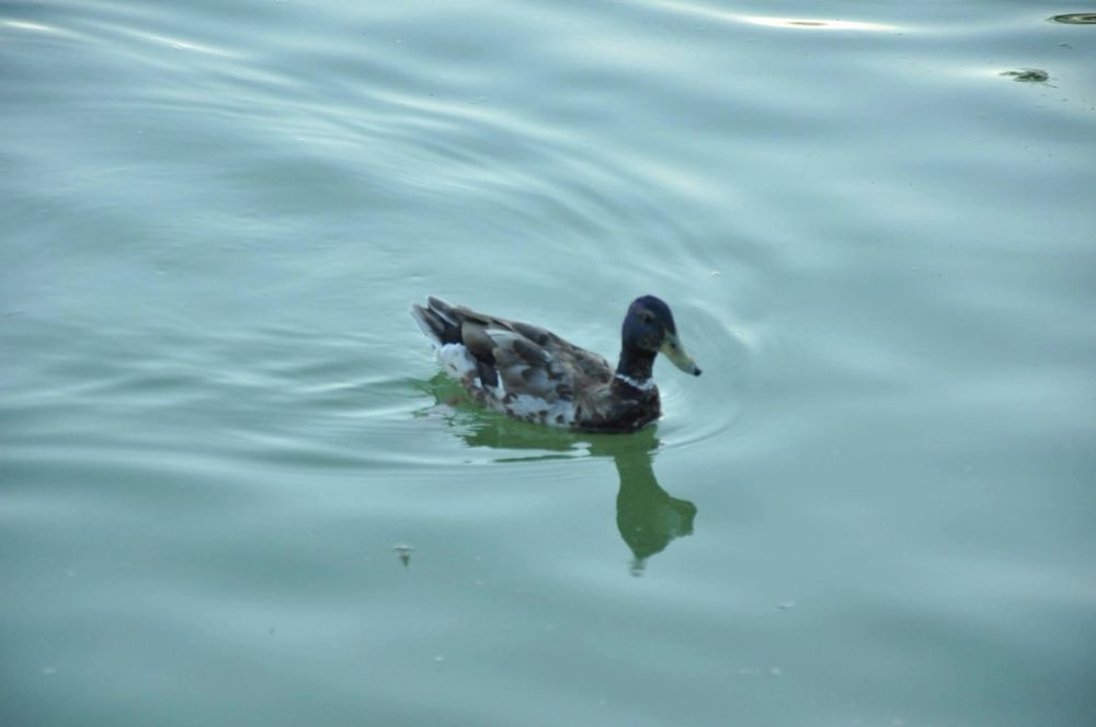 Ocas y patos en parque polvoranca (Leganes) 28-05-2015