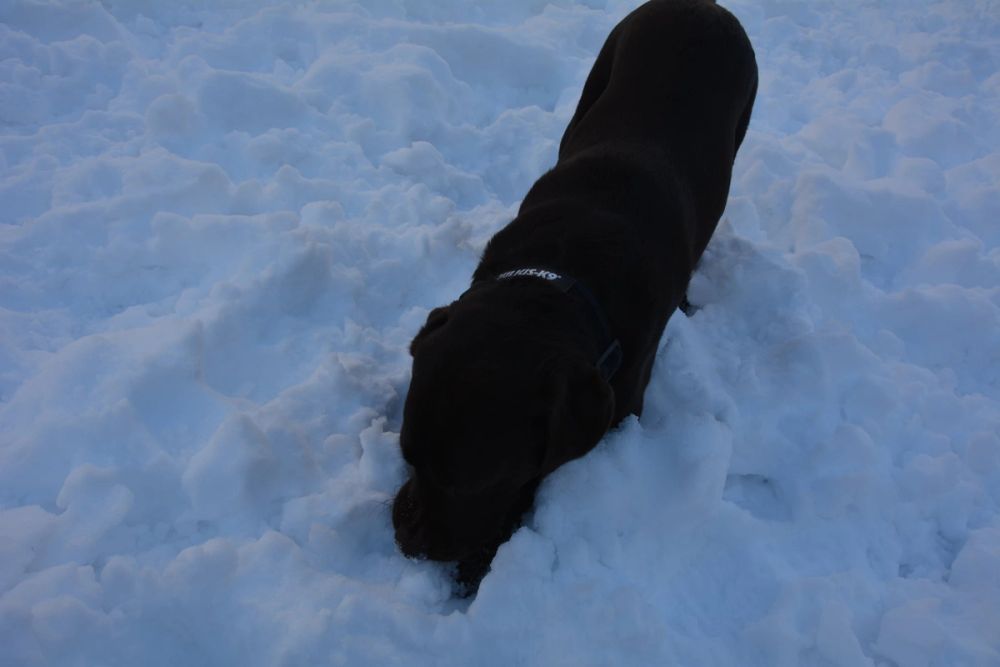 Conan en la nieve (leganes) 2021