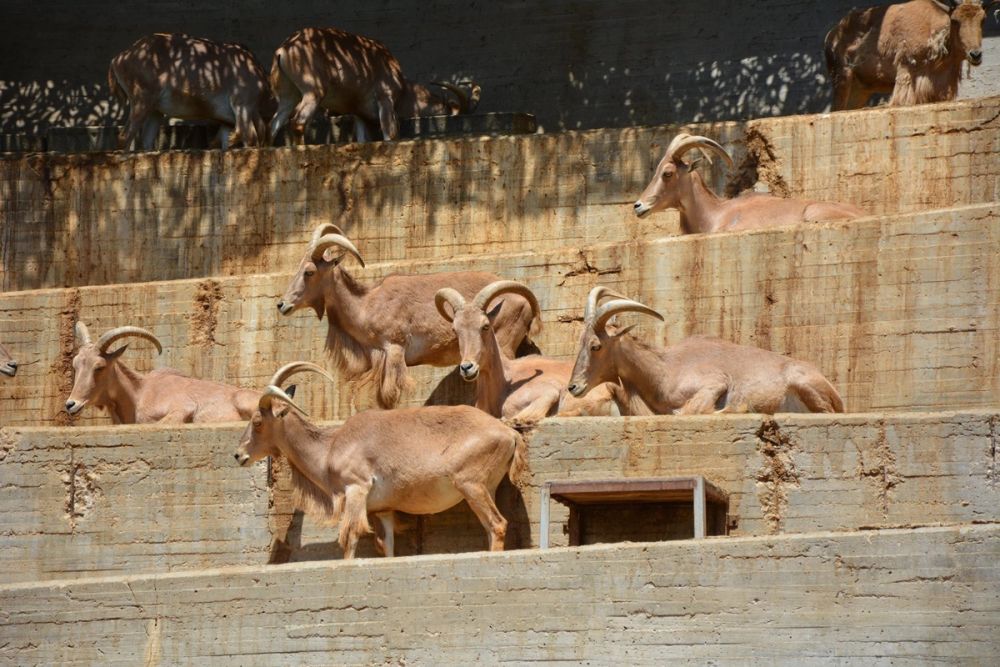 zoo 07-07-2018