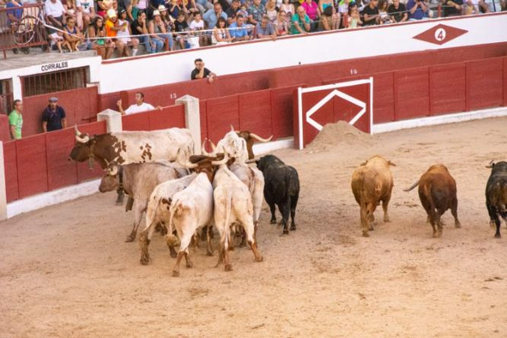 Toros en Colmenar Viejo 22-08-2019