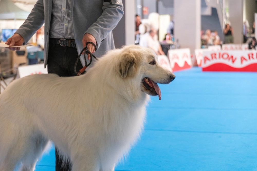 Perretes de la Exposicion canina (ciudad real) 01-06-2024