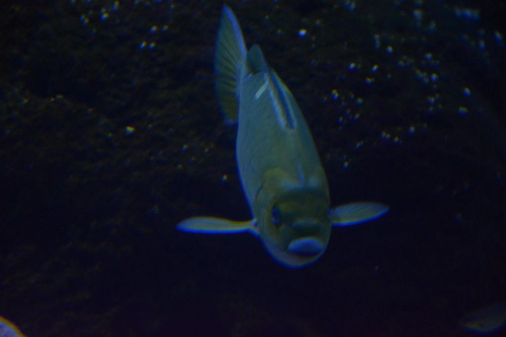 Oceanografic 2022