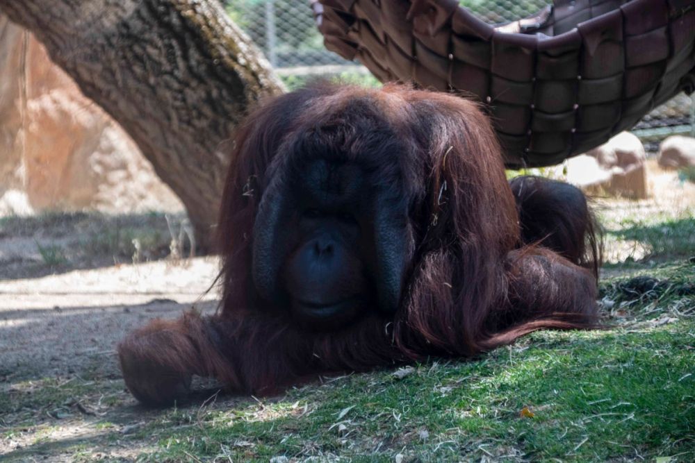 Zoo 29-07-2026