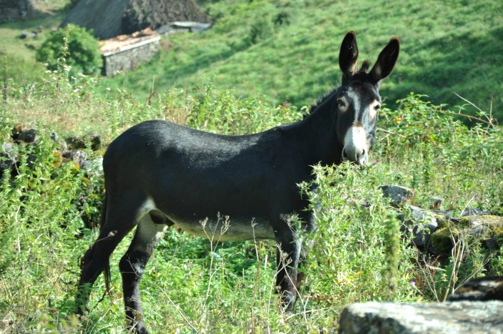 Babia (Leon/Asturias) 2014