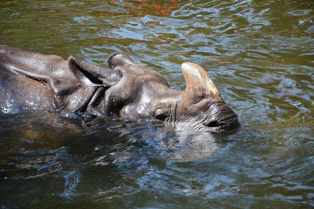zoo 07-07-2018