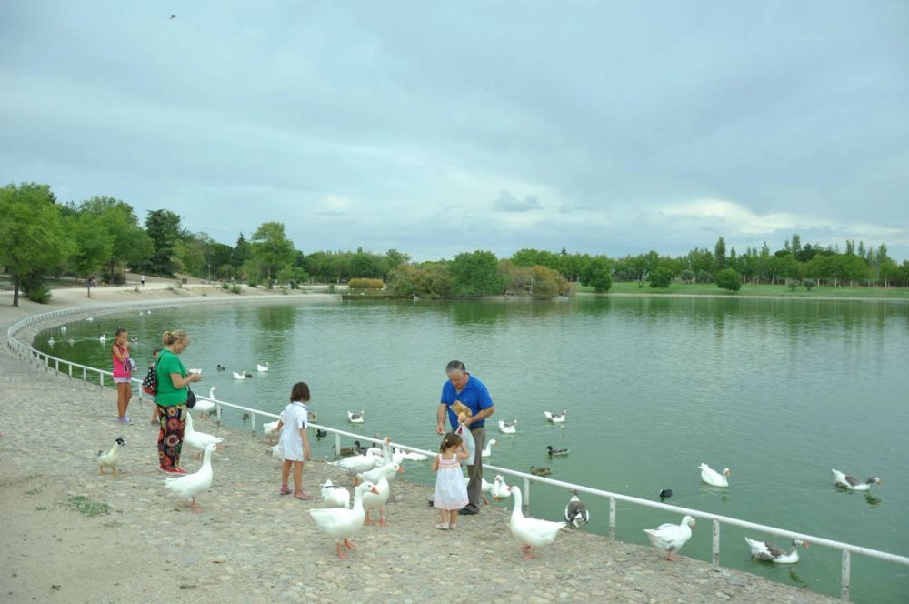 Ocas y patos en parque polvoranca (Leganes) 30-08-2014