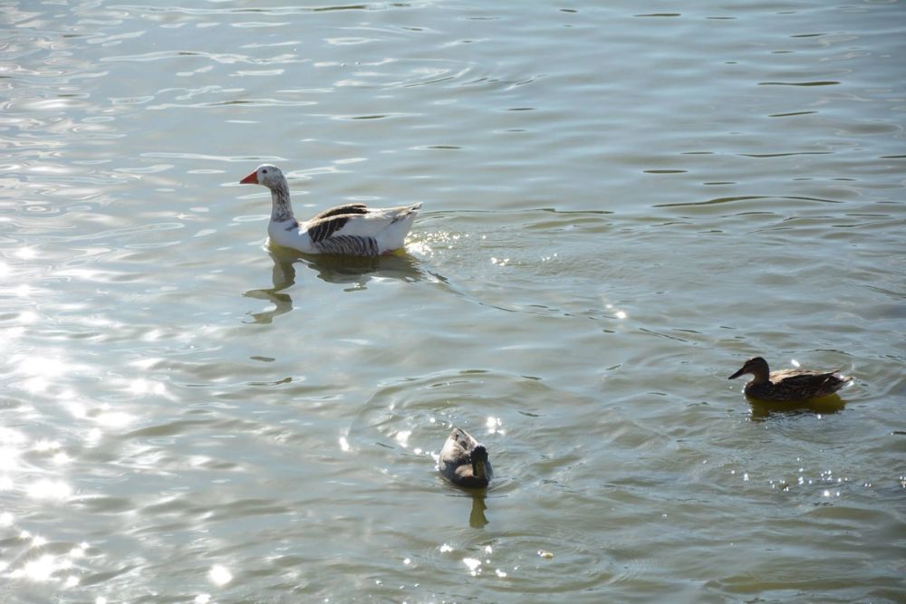 Ocas, patos y carpas en parque polvoranca (Leganes) 18-03-2017