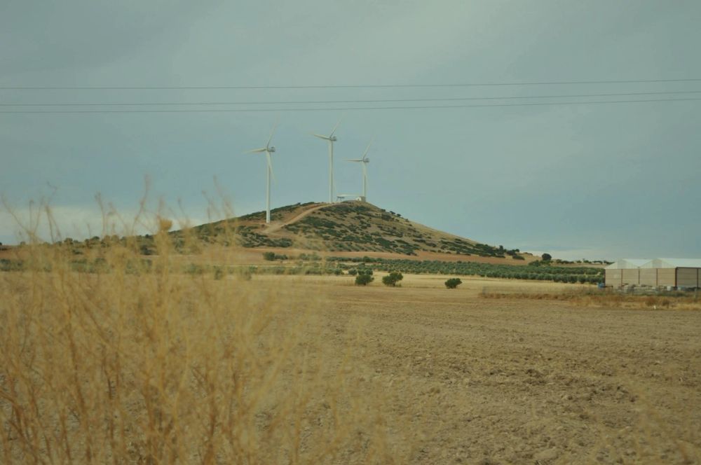 Lillo 2013 
