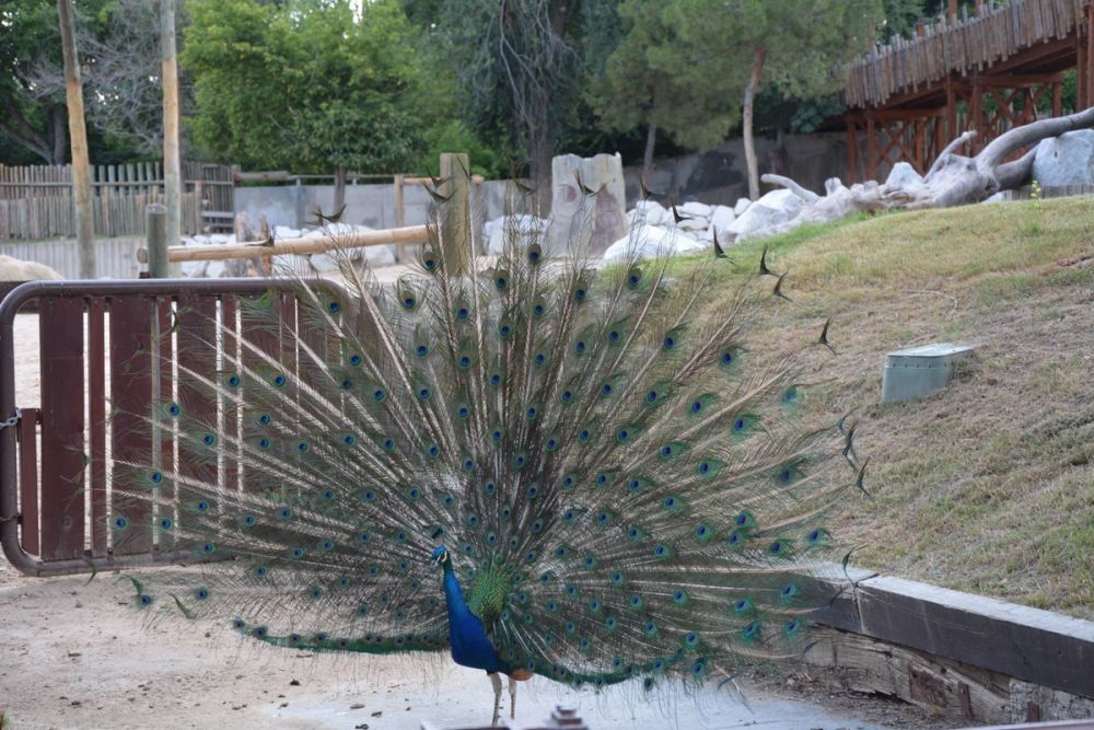 zoo 07-07-2018
