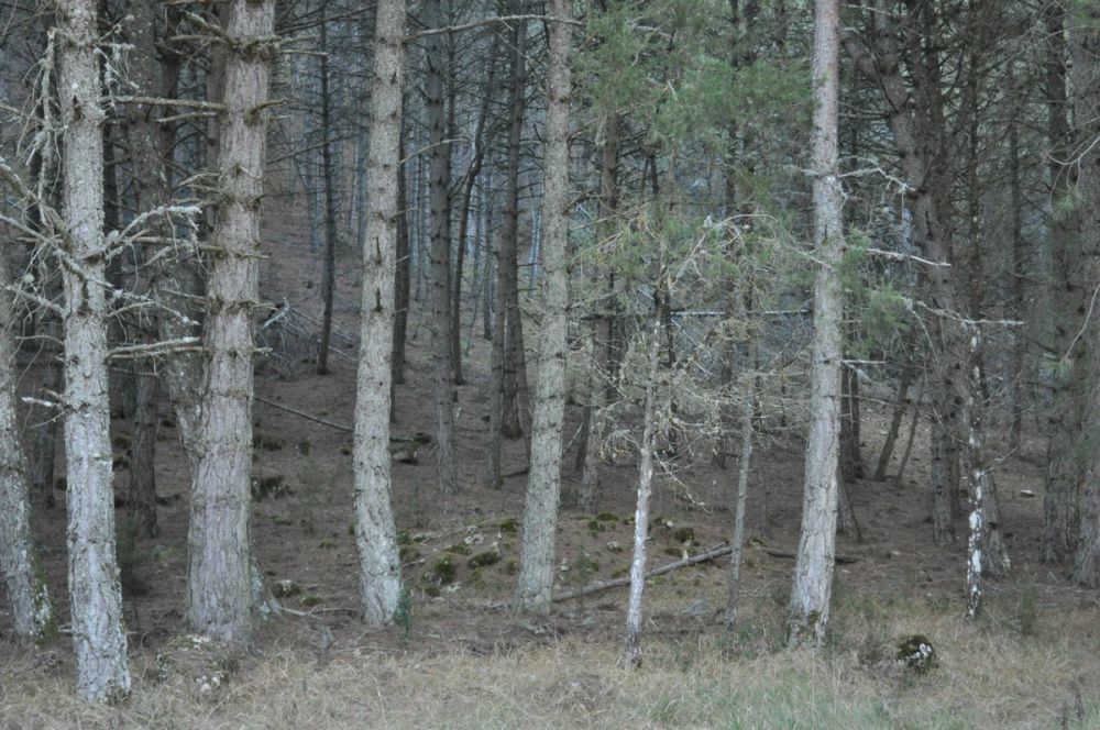 Rio lobos (Burgos/Soria) 2012
