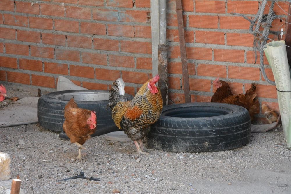 Gallinas de corral 