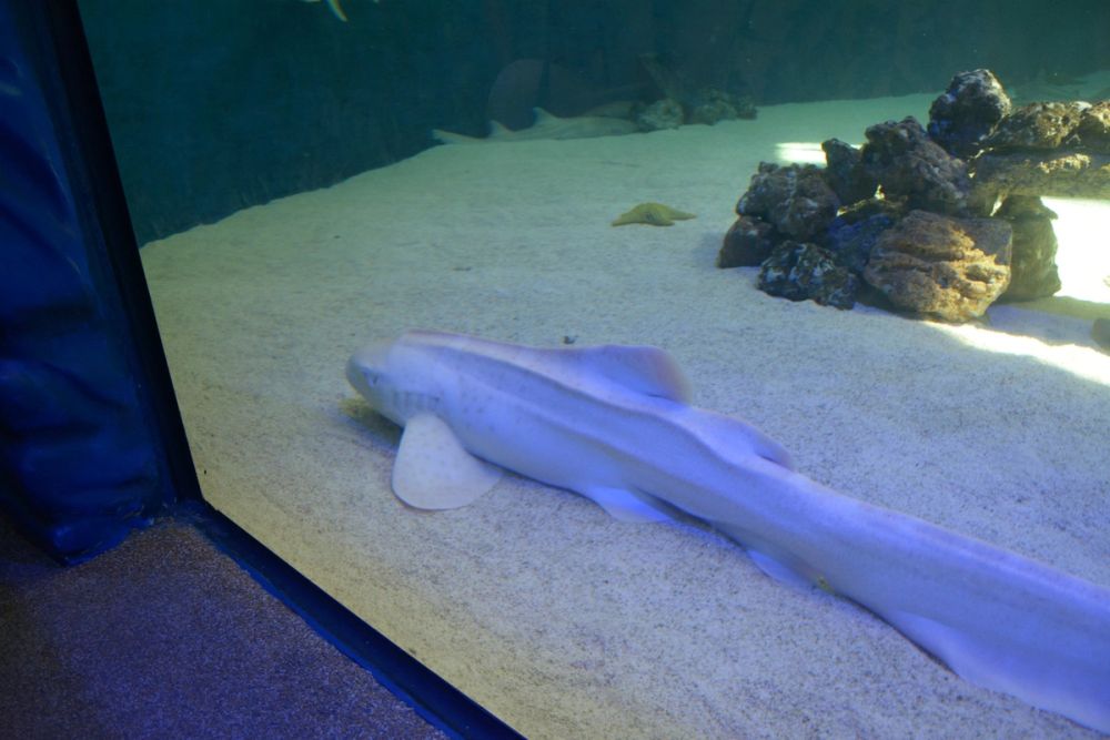 Oceanografic 2022