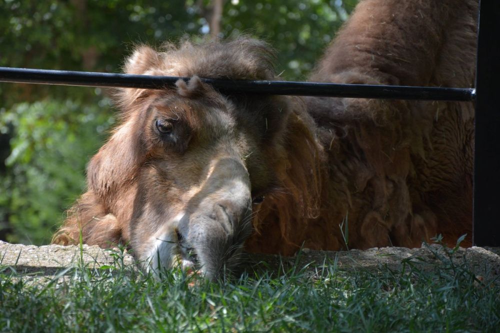 zoo 07-07-2018