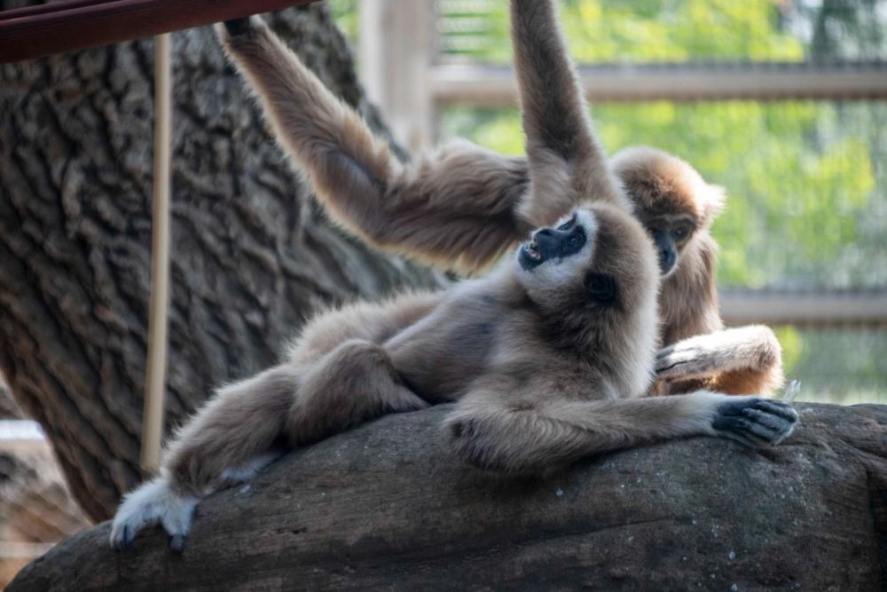 Zoo 29-07-2026