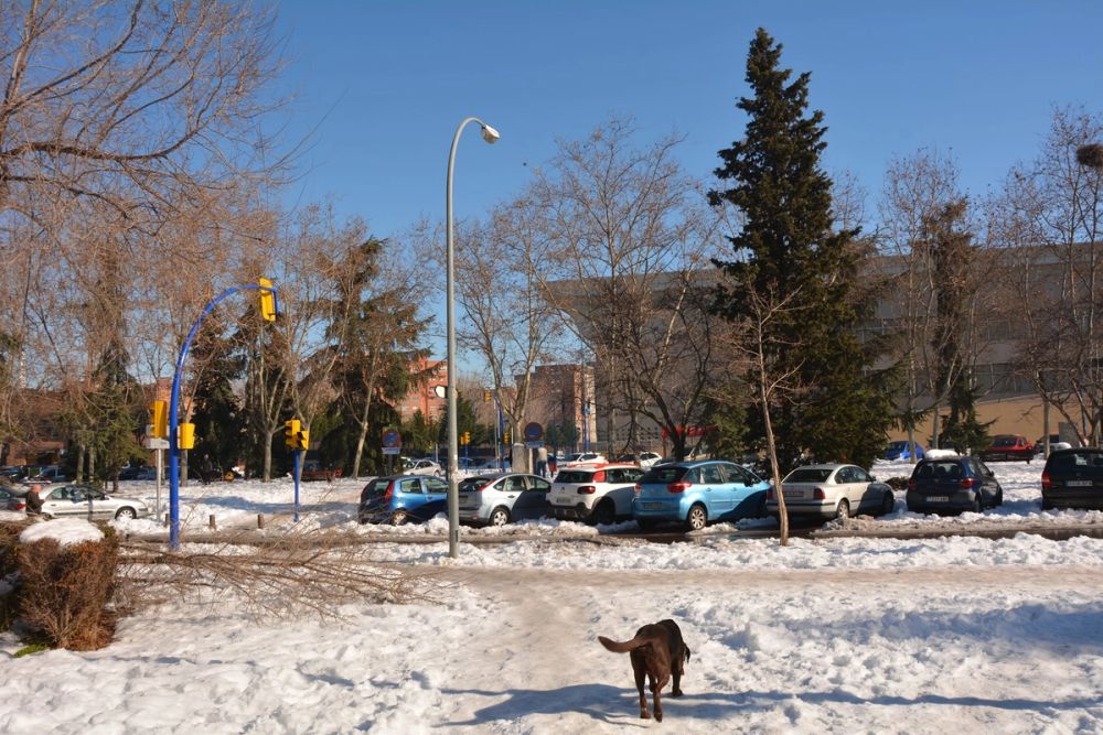 Conan en la nieve (leganes) 2021